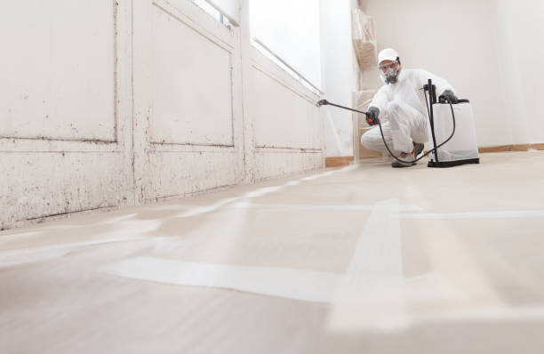 Black mold remediation team in Portage